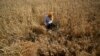 India’s Heat Wave Affects Wheat Crop
