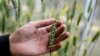 Scientists in Israel Make Gene Bank for Wild Crops