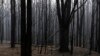 Fires Set Stage for Irreversible Forest Losses in Australia