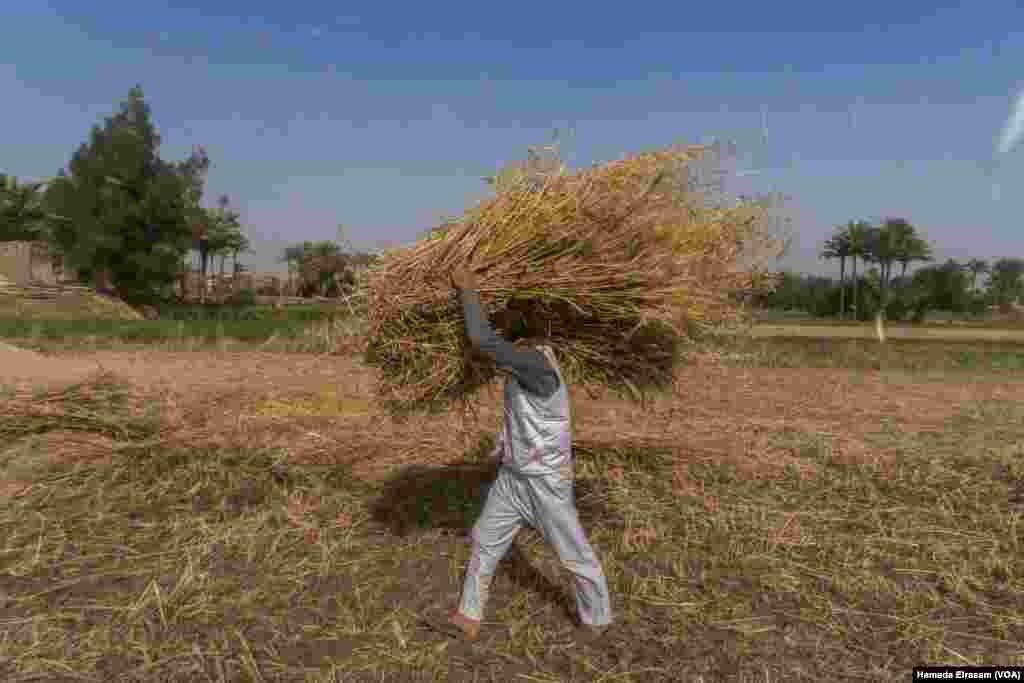 As Egypt seeks to bolster its four-month supply of strategic wheat reserves, local farmers are now required by the Ministry of Supply and Internal Trade to sell a percentage of their grain yields to the government.