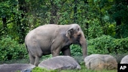In this October 2, 2018 file photo, Bronx Zoo elephant "Happy" walks in the zoo's Asia Habitat in New York. (AP Photo/Bebeto Matthews, File)