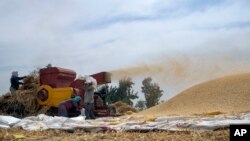 Wani kamfanin sarrafa alkama a kasar Masar (AP)