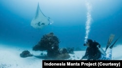 Evaluasi Pari Manta di laut. Tidak seperti ikan pada umumnya, pari manta berkembang biak via kontak seksual. (Dok: Indonesia Manta Project)