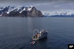 This April 28, 2022, photo provided by Ehsan Abdi shows the University of Alaska Fairbanks research vessel Nanuq in the Gulf of Alaska. (Ehsan Abdi via AP)