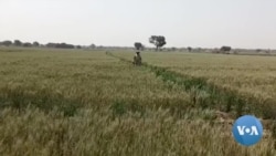 Nigerian Manufacturers Struggle with Wheat, Energy Shortages 