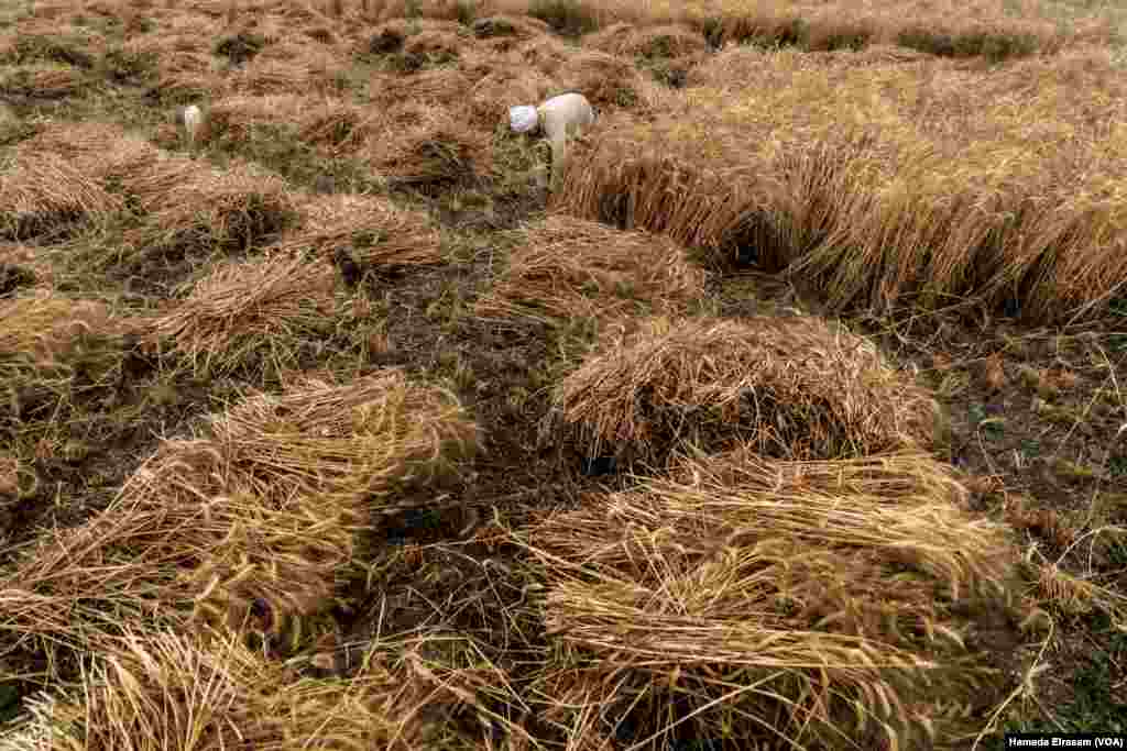 Mohamed Abdo, a wheat farmer, says, "The daily wage for harvesting workers has been raised from 90 LE ($4.92) last year to 120 LE ($6.56) this year in response to the recent price inflation (of basic commodities)." 