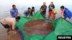 Local fishermen stand with a rescued giant freshwater stingray hooked by a fisherman's net at the Mekong River, in Stung Treng province, Cambodia May 5, 2022. (University of Nevada/Handout via REUTERS)
