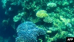 This picture, taken on March 7, 2022, shows coral on the Great Barrier Reef off the coast of the Australian state of Queensland. The Great Barrier Reef has again been hit with widespread bleaching, authorities said on March 18, 2022. Photo: GLENN NICHOLLS/AFP