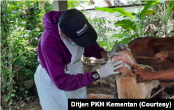 Ahli menyebut, ternak terutama sapi yang terkena PMK bisa diobati, tetapi berpotensi membawa virus dan menularkan ke ternak lain. (Foto: Ditjen PKH Kementan)