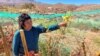 Climate, Hard Work Produce Unusual Wines in Chile’s Desert 
