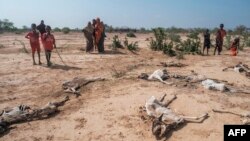 FILE - People stand next to the carcasses of dead sheep in the village of Hargududo, 80 kilometers from the city of Gode, Ethiopia, April 07, 2022. 