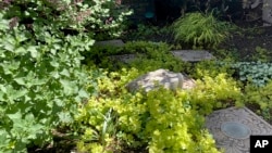 This image provided by Jessica Damiano shows the green leaves of Hakone grass and yellowish creeping Jenny. They both grow well in a partly shady garden on May 13, 2021, in Glen Head, New York. (Jessica Damiano via AP)