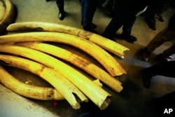 Ambassadors from European countries view elephant tusks lying on the floor during a tour of ivory stockpiles in Harare, Monday, May, 16, 2022. (AP Photo/Tsvangirayi Mukwazhi)