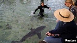 Un jeune requin blanc tout juste remis à la mer par des sauveteurs vers Sydney en Australie.
