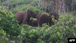 Eléphants du parc de Loango, Ogooué-Maritime, Gabon, 15 mars 2022.