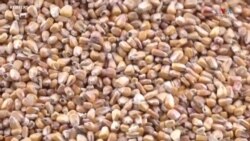 Չերնիգովի ամբարը վերաբացվել է, բայց արտահանման համար բարդ ժամանակներ են սպասվում.
