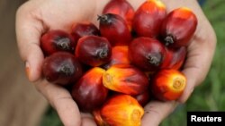 FILE - A worker shows palm oil fruits at Sime Darby Plantation in Pulau Carey, Malaysia, Jan. 31, 2020.