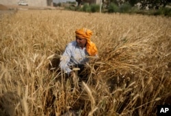 A farmer harvests wheat on the outskirts of Jammu, India, April 28, 2022. (AP Photo/Channi Anand)