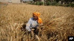 A farmer harvests wheat on the outskirts of Jammu, India, April 28, 2022. (AP Photo/Channi Anand)