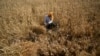 India Bans Wheat Exports, Irks G7