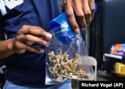 Prodavač pakuje gljive sa psilocibinom na marketu za kanabis u Los Angelesu, 25. maja 2019.