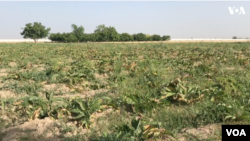 زمین زراعتی هینگ