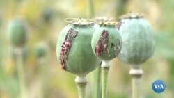 Afg’onistonda afyun yetishtirish keskin oshyapti