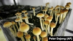 Gljive sa psilocibinom na farmi u Holandiji. 