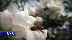 Gratë në bujqësi, një përballje e vështirë me sektorin problematik