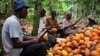 Ghana’s Cocoa Growers Lose Land, Livelihoods