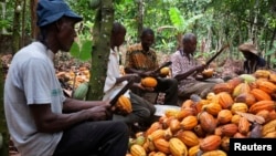 FILE - Farmers break cocoa pods in Ghana's eastern cocoa town of Akim Akooko, Sept. 6, 2012. 
