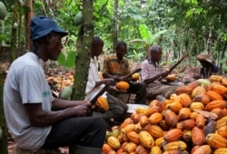 FILE - Farmers break cocoa pods in Ghana's eastern cocoa town of Akim Akooko, Sept. 6, 2012.