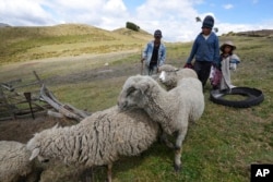 Indigenous children herd sheep in the Cotopaxi province of Ecuador, Dec. 2, 2022.