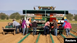FILE - Farm workers plant drought-resistant grapevines at a farm in Woodland, California, April 25, 2022.