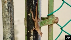 In this photo courtesy of evolutionary biologist Kristin Winchell, an Anolis cristatellus lizard stands on a gate in Rincon, Puerto Rico, Jan. 6, 2018. (Kristin Winchell/New York University via AP)