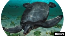 An illustrated reconstruction of the large Cretaceous Period sea turtle Leviathanochelys aenigmatica, which lived about 83 million years ago. (ICRA_Arts/Museu de la Conca Della - Institut Catala de Paleontologia Miquel Crusafont/Handout via REUTERS)