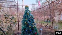 ნაძვის ხე ოკუპაციის ხაზის მიმდებარედ, ერგნეთში, კერძო მოსახლის, ლია ჩლაჩიძის ეზოში