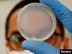 Chief Technical Officer Hirotsu Bio Science Eric Di Luccio berpose dengan nematoda dalam cawan petri di lab perusahaan di Fujisawa, Prefektur Kanagawa, Jepang 28 November 2022. REUTERS/Kim Kyung-Hoon