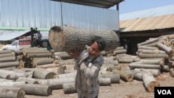 One manufacturer requires 10,000-15,000 willow trees annually to meet the order. (Wasim Nabi/VOA)