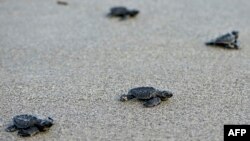 La tortue sillonnée, endémique au Sahel, est une espèce menacée. (photo d'illustration)