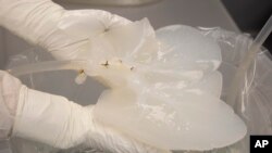 A pig liver that has been "decelled" is held by a technician in a Micromatrix laboratory on Tuesday, Dec. 8, 2022, in Eden Prairie, Minn. (AP Photo/Andy Clayton-King)