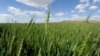 Hybrid Wheat May Lead to More Food without GMO Fears