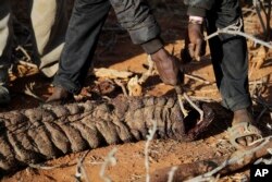 Locals touch the trunk of an elephant that was killed by Kenya Wildlife Service rangers after the elephant killed a woman while wandering for water and food in Loolkuniyani, Samburu County in Kenya on Oct. 16 2022. (AP Photo/Brian Inganga)