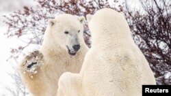 FILE - Polar bears spar near the Hudson Bay community of Churchill, Manitoba, Canada, Nov. 20, 2021. 
