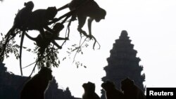 រូបឯកសារ៖ សត្វស្វាតោងដើមឈើនៅមុខប្រាសាទអង្គរវត្ត នាព្រឹកព្រលឹមក្នុងខេត្តសៀមរាប កាលពីថ្ងៃទី ២ ខែធ្នូ ឆ្នាំ ២០០៧។