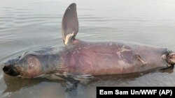 រូបឯកសារ៖ រូបថតផ្តល់ឲ្យដោយអង្គការមូលនិធី World Wide Fund បង្ហាញសាកសពរបស់សត្វផ្សោតមួយក្បាលនៅជ្រាំងទន្លេមេគង្គក្នុងភូមិកោះទ្រង់ ខេត្តក្រចេះ កាលពីថ្ងៃទី ២៤ ខែធ្នូ ឆ្នាំ ២០២២។ (Eam Sam Un/WWF via AP)
