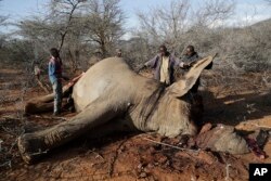 Locals cut elephant meat that was killed by Kenya Wildlife Service rangers after the elephant killed a woman while wandering for water and food in Loolkuniyani, Samburu County in Kenya on Oct. 16 2022. (AP Photo/Brian Inganga)