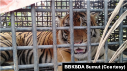 Harimau Sumatra yang terperangkap di dalam kandang jebak. (Courtesy: BBKSDA Sumut)