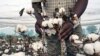 Fin du coton génétiquement modifié au Burkina Faso