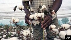 Le coton, principal source de revenus du Burkina Faso.